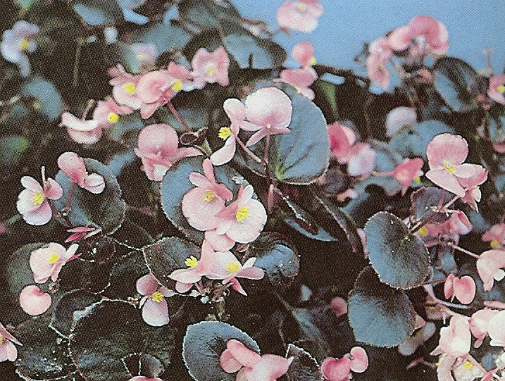 B. ‘Gin’